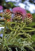 Cynara cardunculus